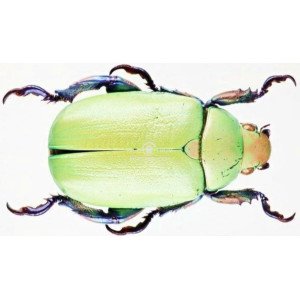 CHRYSINA ERUBESCENS